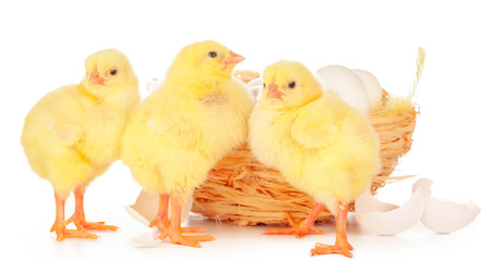 little chick and eggs in nest, isolated on the white