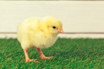 Little chicken on the grass