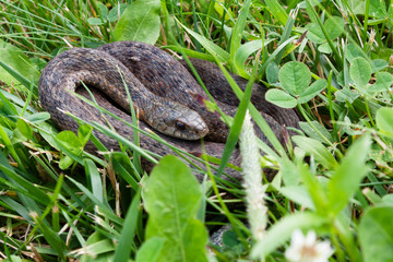 snake in the grass