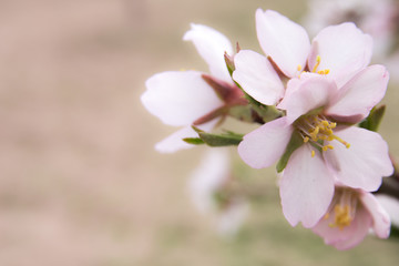 Almond orchard near Hustopece, Czech Republic, Europe