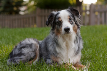 dog on grass