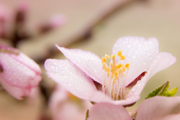 Almond orchard near Hustopece, Czech Republic, Europe