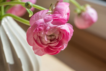 Rosa Ranunkeln ( Frühlingsblumen)