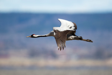 Ein freigestellter fliegender Kranich in der Seitenansicht vor blauem Hintergrund