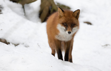 Ein freigestellter Fuchs im Winterpelz frontal im verschneiten Gebirge