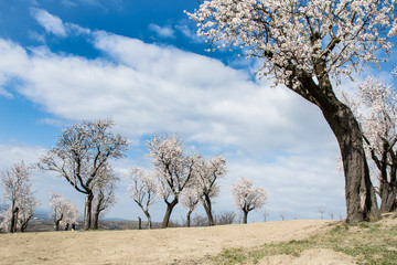 Almond orchard near Hustopece, Czech Republic, Europe