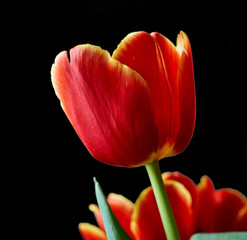 Unopened red tulip bud close-up. Russia, Moscow, holiday, gift, mood, nature, flower, plant, bouquet, macro. Low key A red tulip bud. Isolated on black