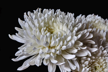 White chrysanthemums are spherical in shape with a green core on a blurred background. Russia, Moscow, holiday, gift, mood, nature, flower, plant, bouquet, macro