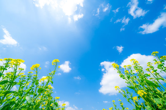 8 最適な 春 春空 ローアングル 画像 ストック写真 ベクター Adobe Stock