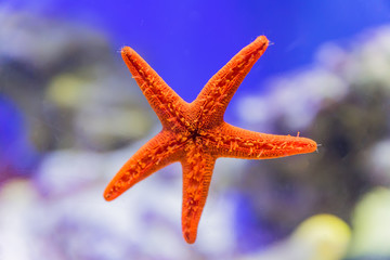 Close up of red starfish on aquarium window.