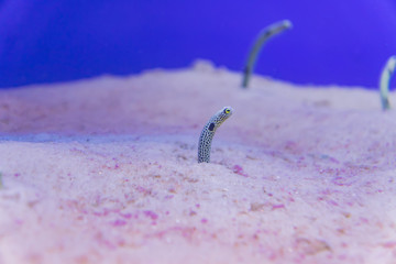 spotted garden eel in the sand