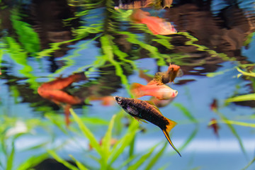 colorful exotic fish through aquarium window