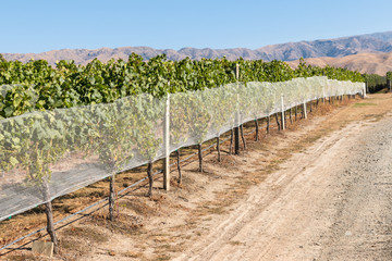 Fototapeta na wymiar row of grapevine in vineyard covered by protective netting at harvest time