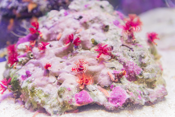 close up of coral reef in the ocean