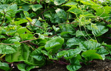 Fresh green Cucurbita plant in a vegetable garden.