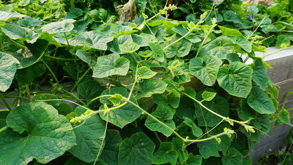 Fresh green Cucurbita plant in a vegetable garden.