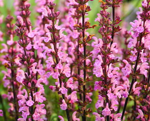 Beautiful meadow sage flowers close up. Fantastic background!