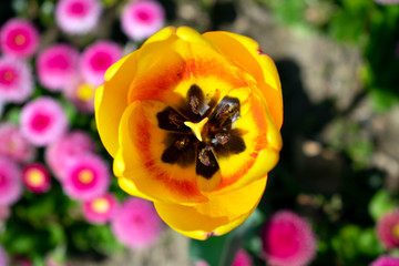 Close up, above photo of yellow tulip flower