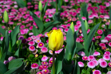 Close up of  yellow tulip flower