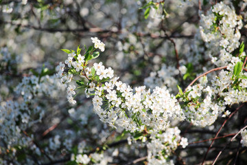 Blossoming trees in spring season