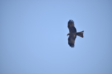 osprey in flight