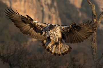 Ein freigestellter fliegender Habichtsadler mit ausgebreiteten Schwingen