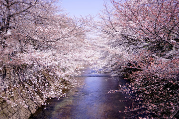 Fototapeta na wymiar 恩田川に覆いかぶさる桜(3)