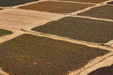 Ground for natural pepper drying in the sun. Pepper Plantation, Phu Quoc, Vietnam, Asia.