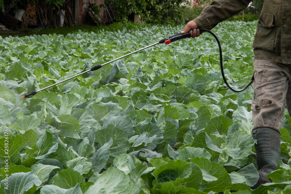 Wall mural a farmer sprinkles cabbage in a vegetable garden against parasites and insects.