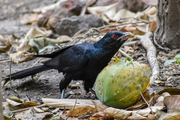 Asian koel. Eudynamys scolopaceus, nominate race,cuckoo, The Asian koel is a large, long-tailed, cuckoo measuring 39–46 cm and weighing 190–327 g.