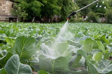 A farmer sprinkles cabbage in a vegetable garden against parasites and insects.