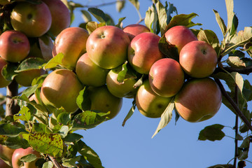 The branch is full of red apples under the summer sky