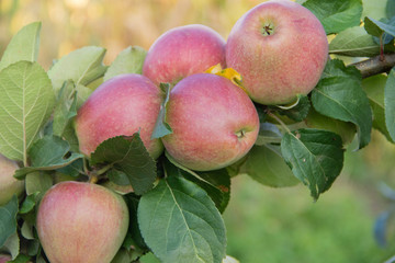 A bunch of red apples on a branch ready to be harvested