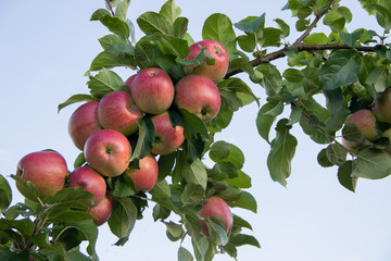 The branch is full of red apples under the summer sky