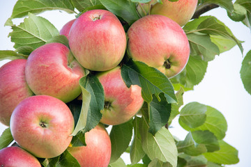 Frash red apples on apple tree branch