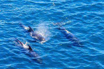 Long-Finned Pilot Whales in the Southern Atlantic Ocean