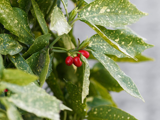  (Aucuba japonica) Aucuba du Japon au feuillage vert panaché de jaune avec des fruits rouges