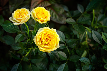 Yellow rose flower