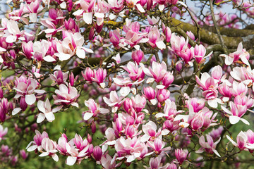 Magnolien Blüte im Frühling