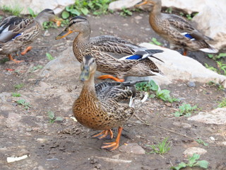 Wild duck by the river