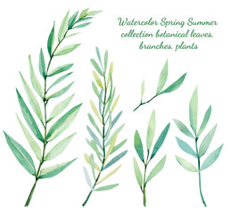 Hand painted watercolor Spring Summer collection botanical leaves, branches, plants