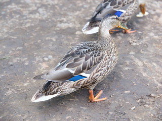 Wild duck by the river
