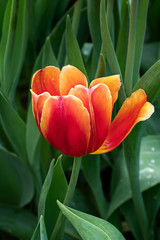 orange tulips flower