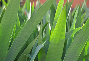Fototapeta premium green leaves of plant