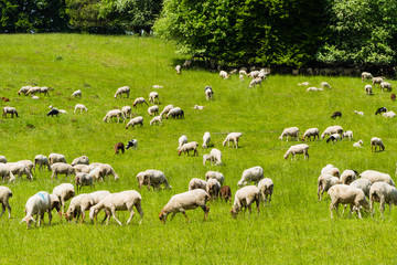 Schafherde auf Weide Schafweide Herde