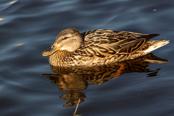 kaczka © Henryk Olszewski