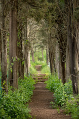 Fototapeta na wymiar path with stairs in forest lane