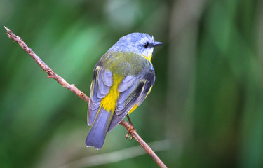 Eastern yellow robin (Eopsaltria australis) perched on a branch in Jervis Bay National Park, New South Wales, Australia.