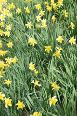 field of yellow daffodils