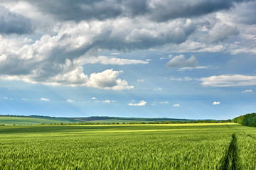 spring landscape - agricultural field with young ears of wheat, green plants and beautiful sky